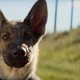 A Dog's Purpose
